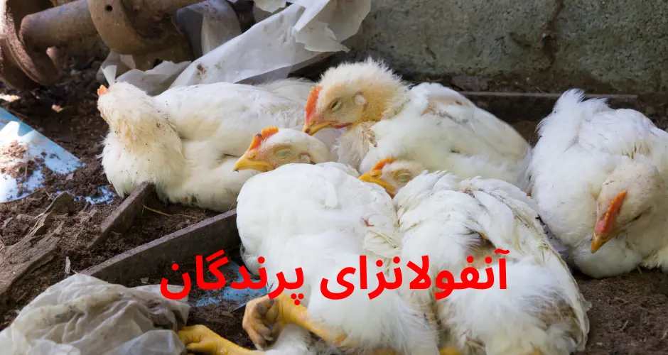  آنفولانزای پرندگان 